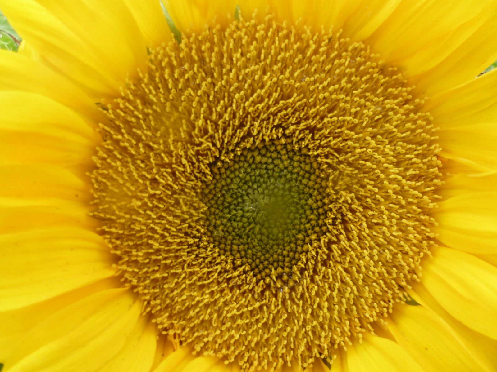 Leica V-Lux 30 / Panasonic Lumix DMC-TZ22 sample photo. Sunflower, yellow, flowers photography