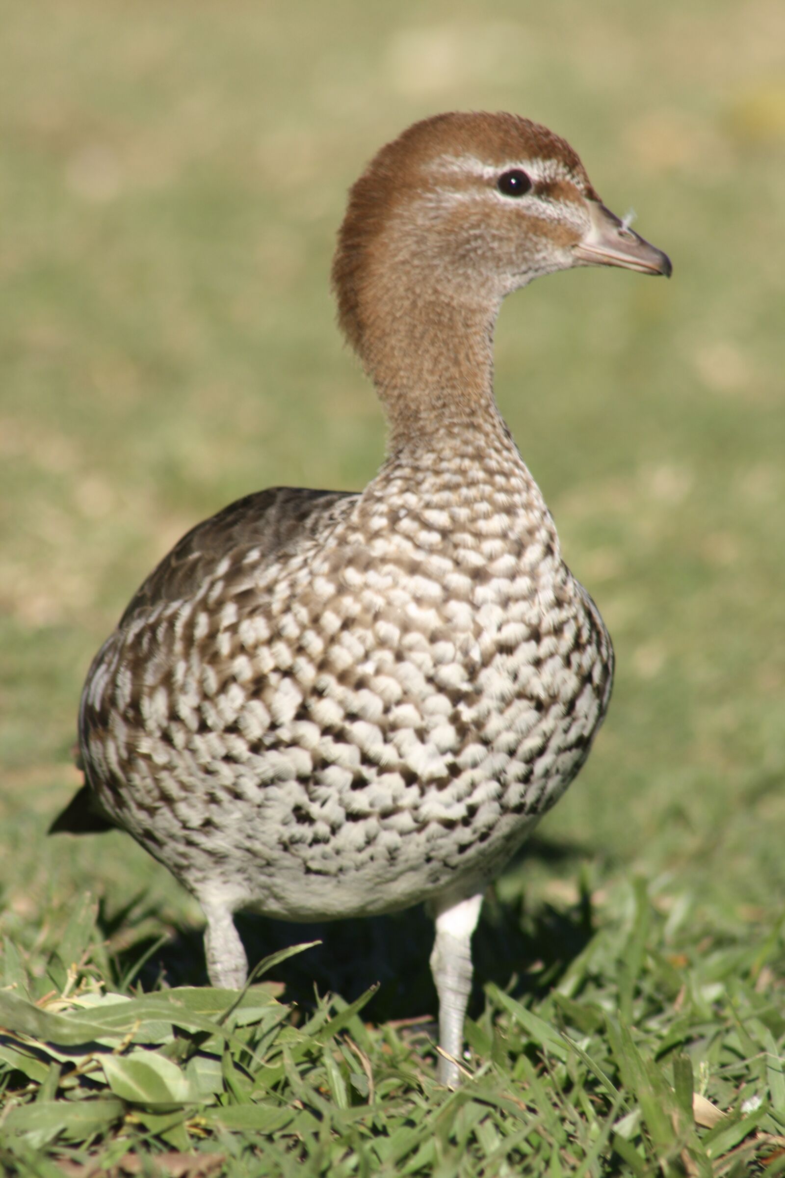 Canon EOS 1000D (EOS Digital Rebel XS / EOS Kiss F) sample photo. Australian wood duck, native photography