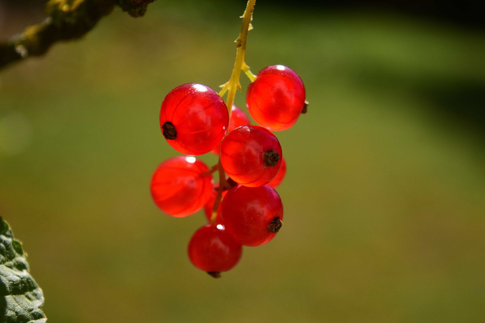 Nikon D3300 sample photo. Fruit, nature, leaf, berry photography