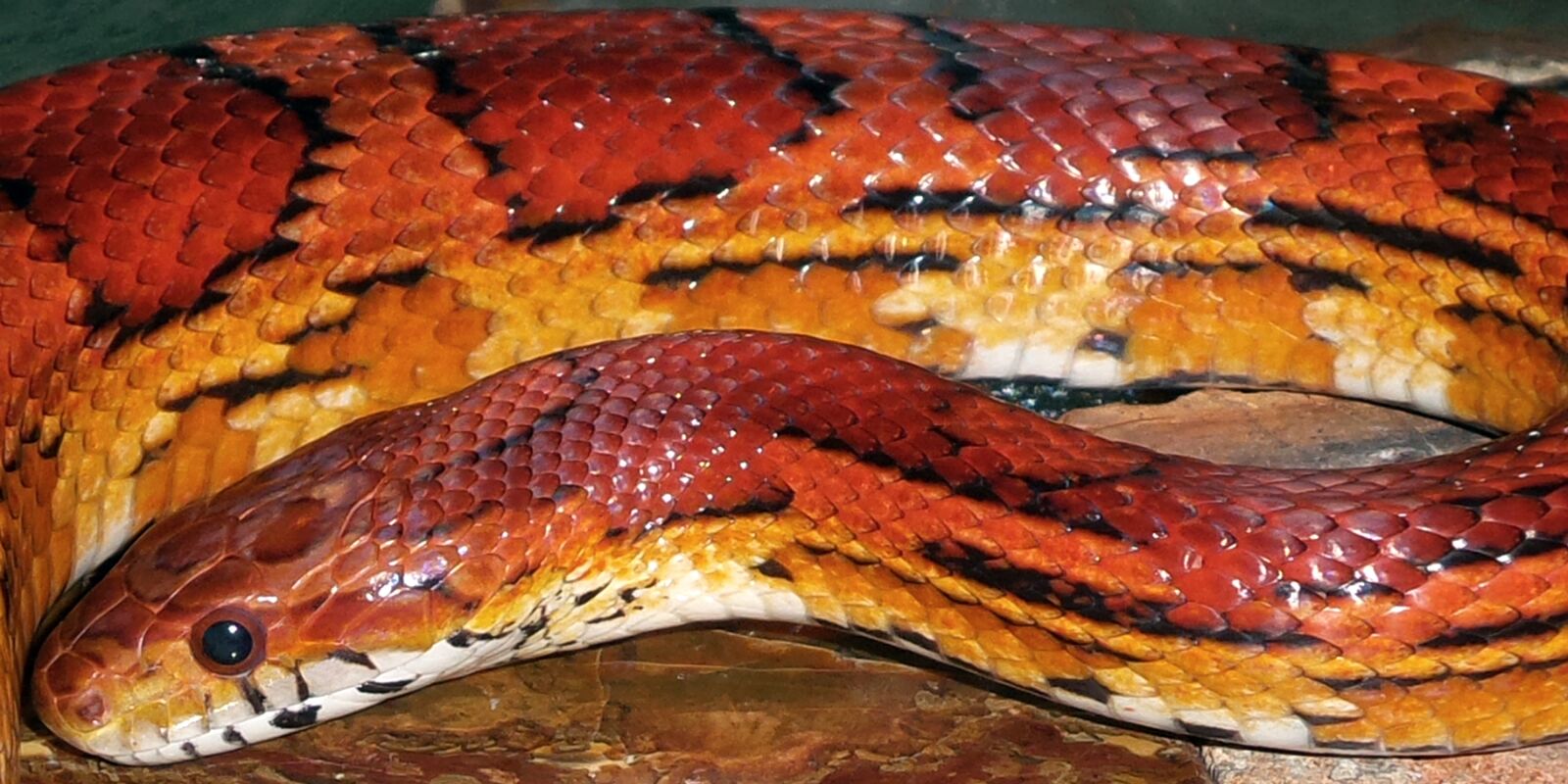 Samsung Galaxy S4 Zoom sample photo. Snakes, corn, okeetee photography