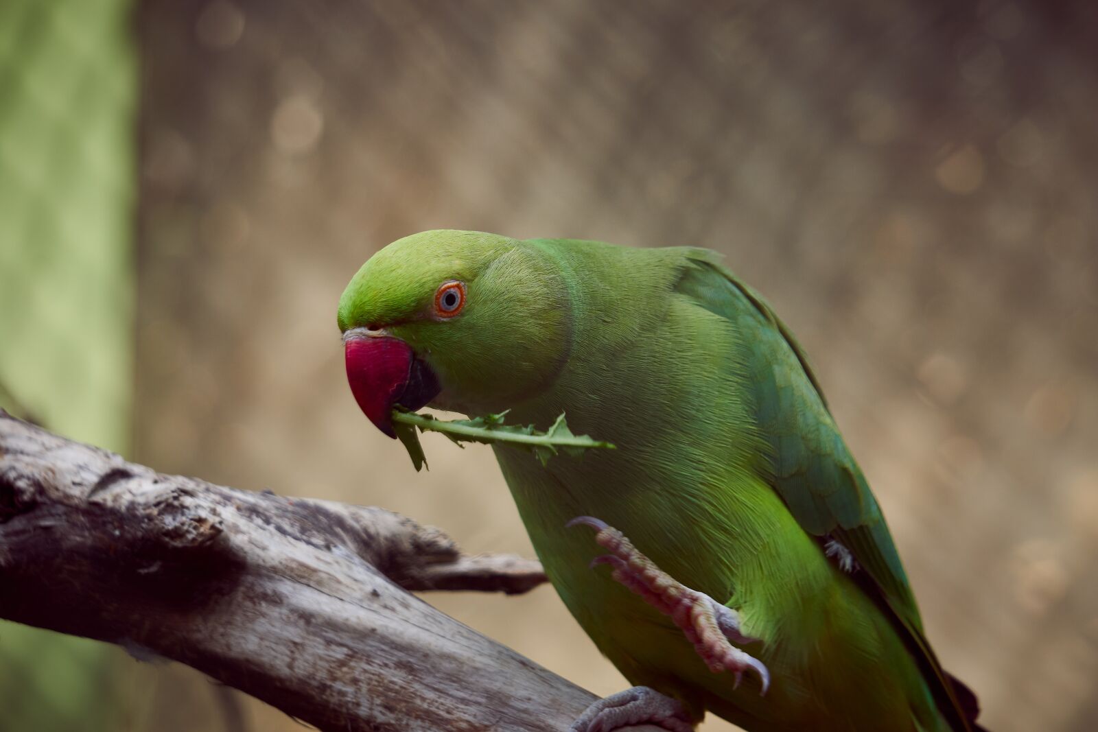 Sony a6000 sample photo. Parrot, bird, nature photography