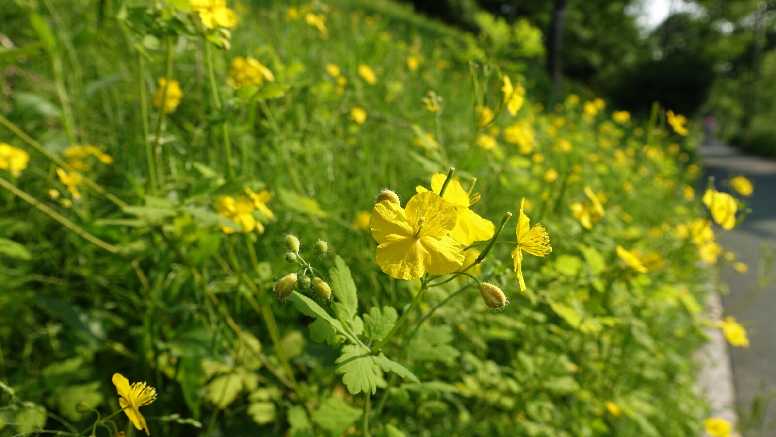 Sony Cyber-shot DSC-RX100 III sample photo. Yellow flower, seeds, spring photography