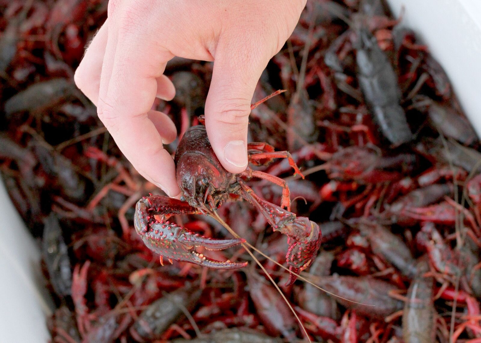 Canon EOS 7D sample photo. South, crawfish, red photography