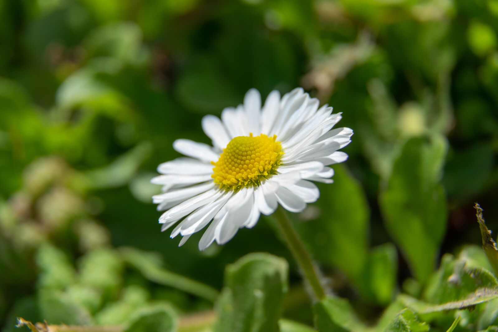 Nikon D3300 sample photo. Flower, garden, spring photography