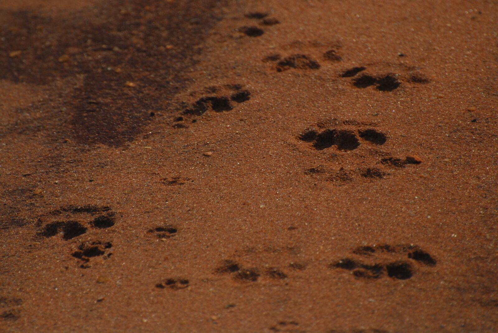 Nikon D200 sample photo. Tracks, paw print, paw photography