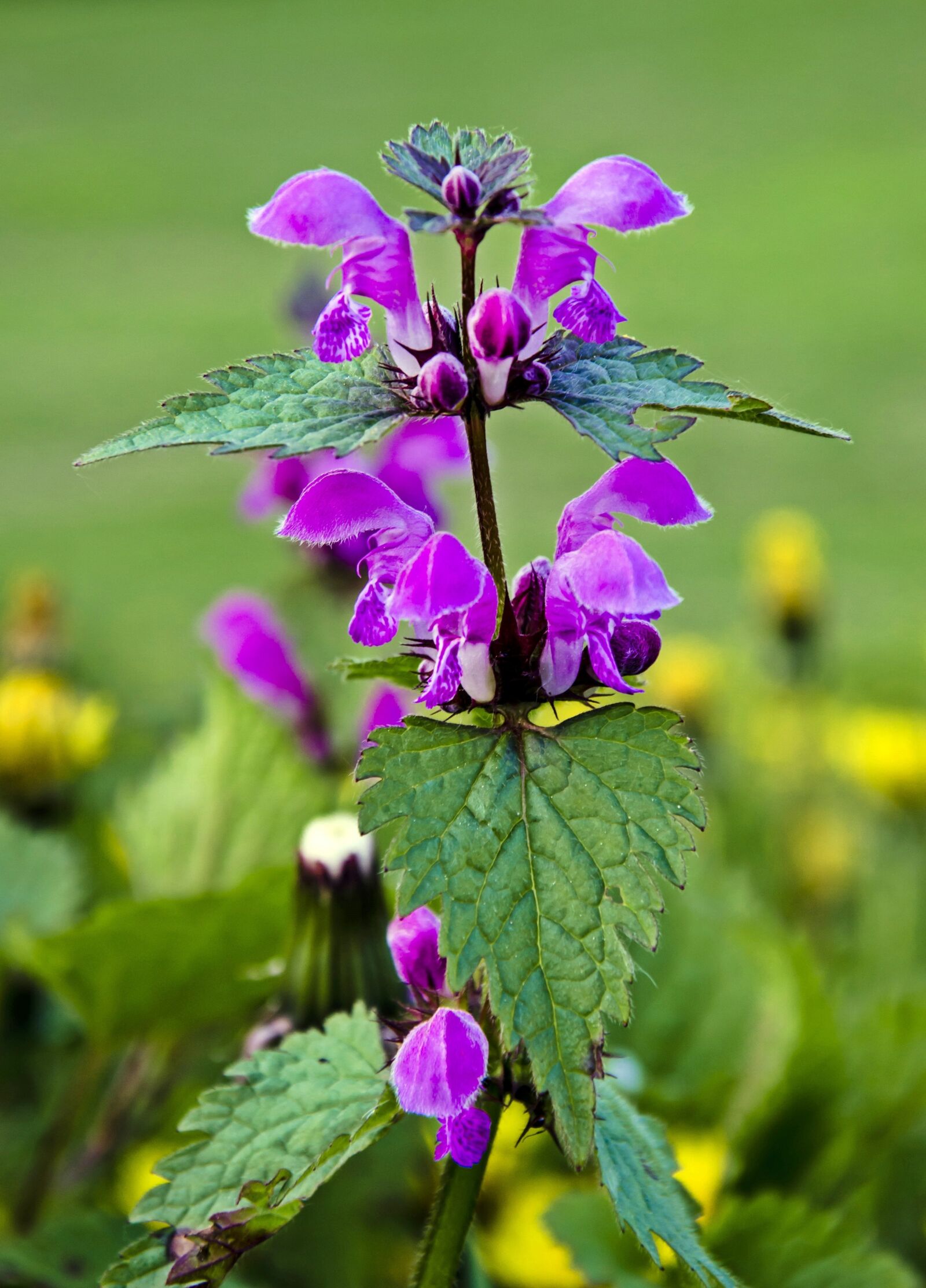 Nikon D5100 sample photo. Spring, flower, nature photography
