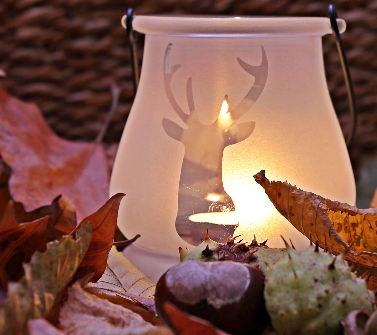 Canon EOS 550D (EOS Rebel T2i / EOS Kiss X4) sample photo. Still life, leaf, autumn photography