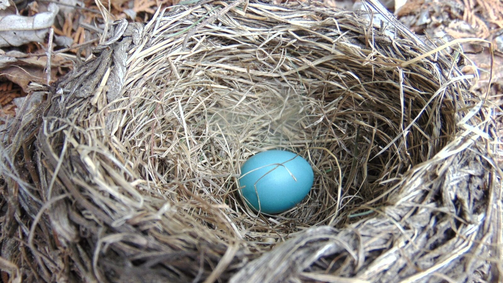 Sony Cyber-shot DSC-H300 sample photo. Nest, hay, straw photography