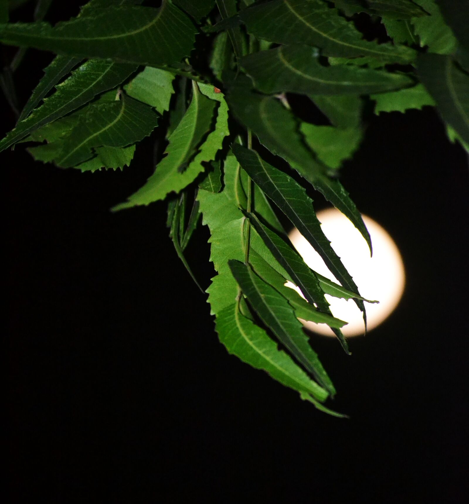 Nikon D3100 sample photo. Evergreen, full, moon, night photography