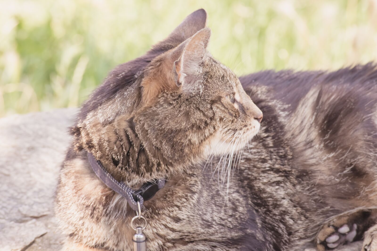 Nikon D3300 sample photo. Cat, animal, cute photography
