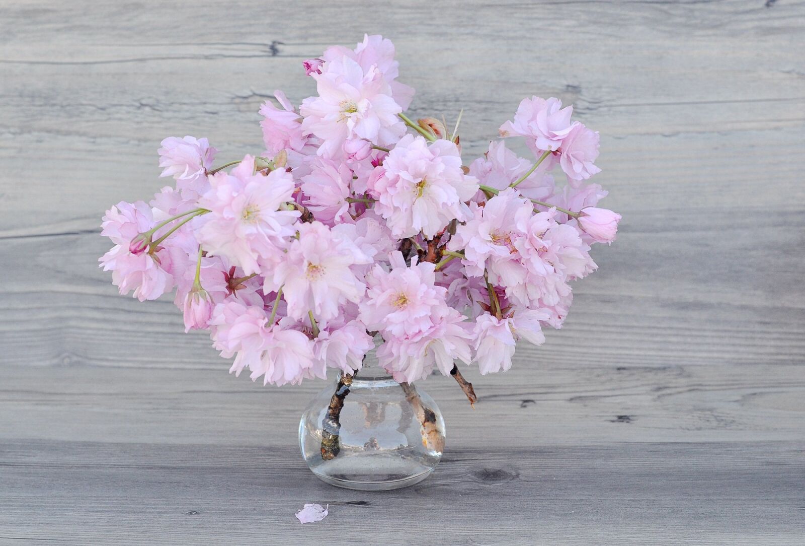 Nikon D90 sample photo. Flowers, pink, cherry blossoms photography