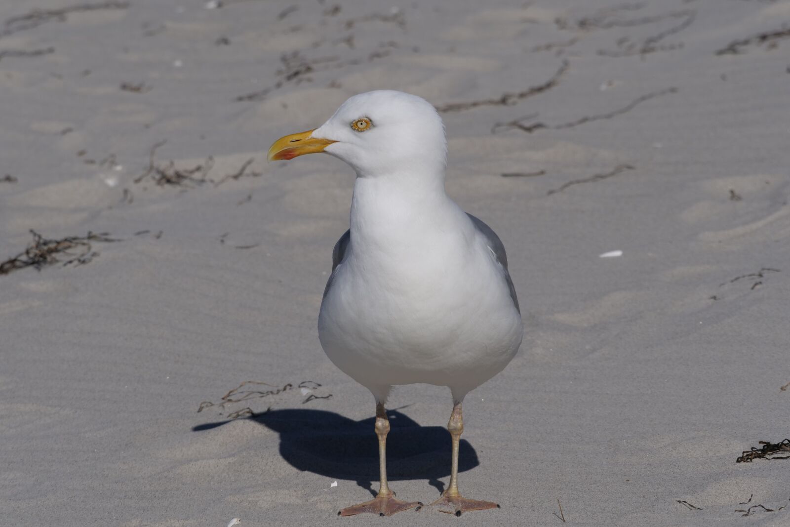 Panasonic Lumix DC-G9 sample photo. Bird, animal world, seagull photography
