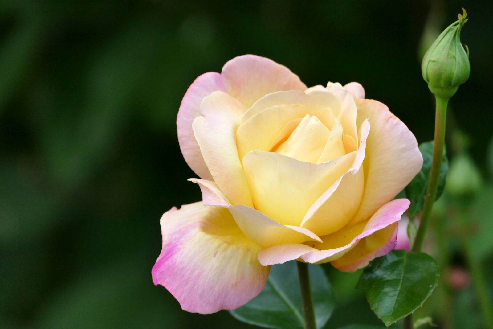 Panasonic Lumix DMC-FZ1000 sample photo. Rose, rose bloom, bud photography