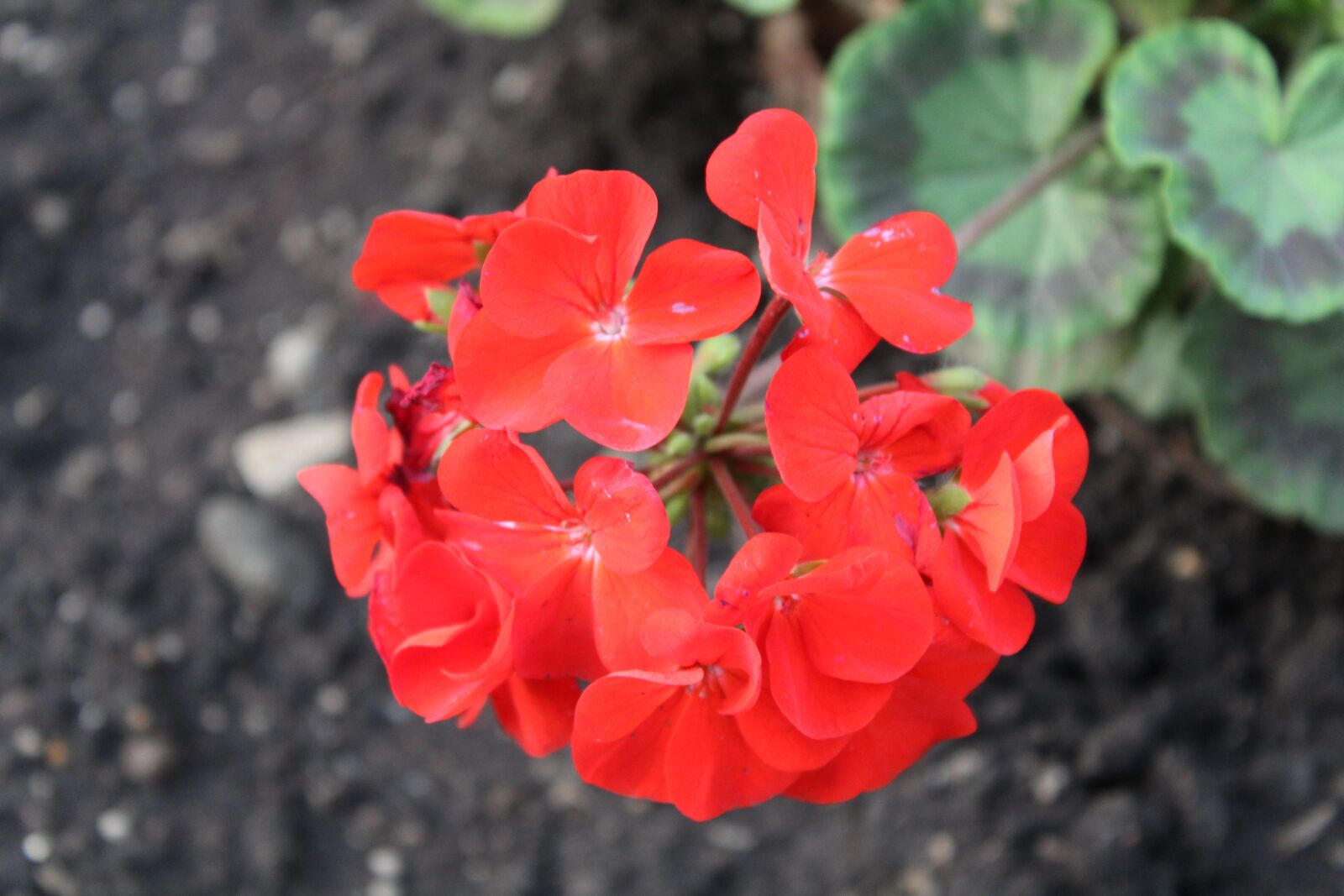 Canon EOS 1300D (EOS Rebel T6 / EOS Kiss X80) sample photo. Red flowers, red rose photography