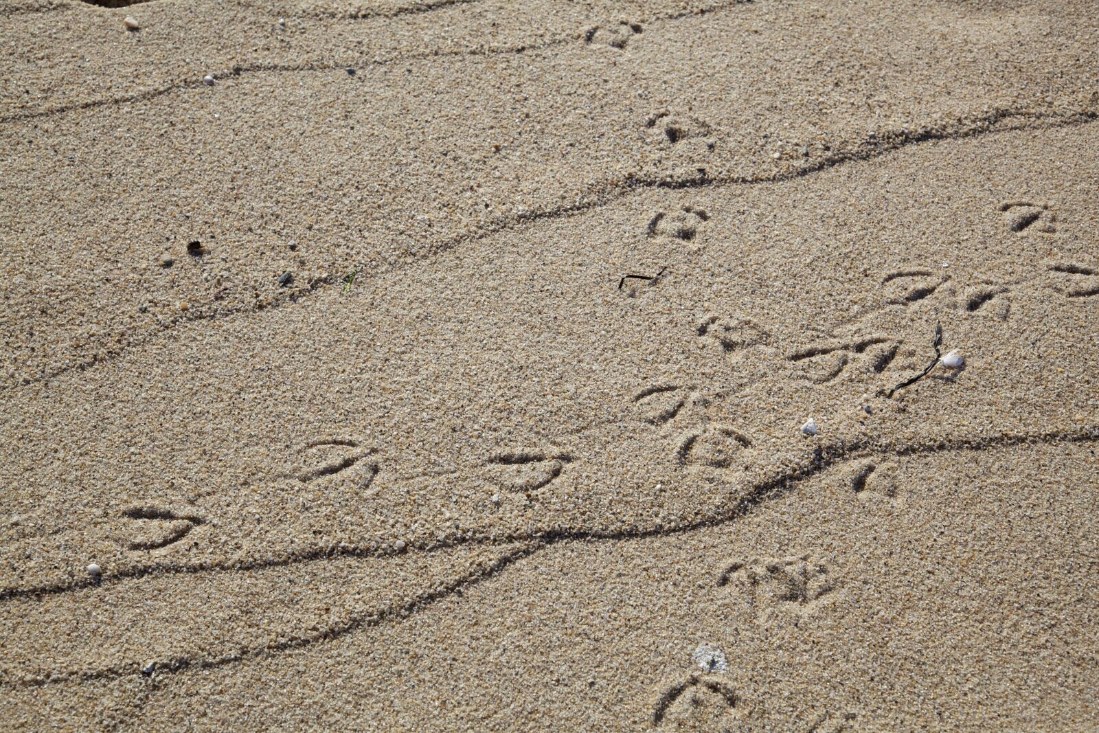Canon EOS 5D Mark II sample photo. Bird, animal, tracks, sand photography
