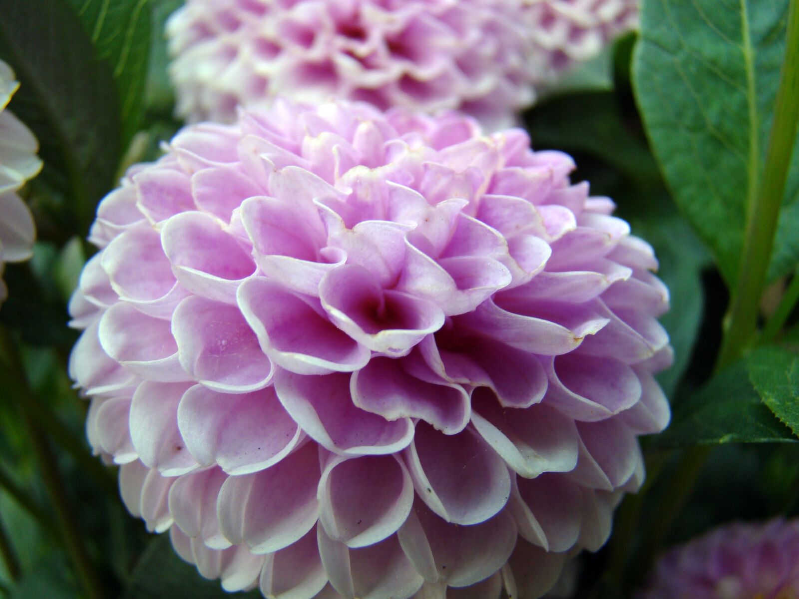 Sony Cyber-shot DSC-H50 sample photo. Flower, purple flower, blooms photography