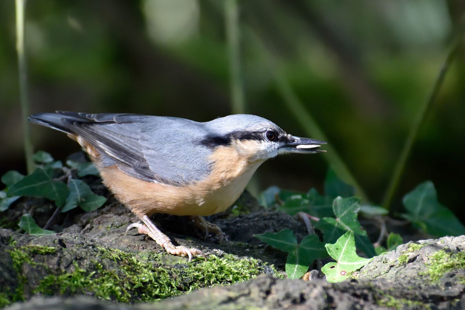 Nikon D5500 sample photo. Nuthatch, garden bird, bird photography