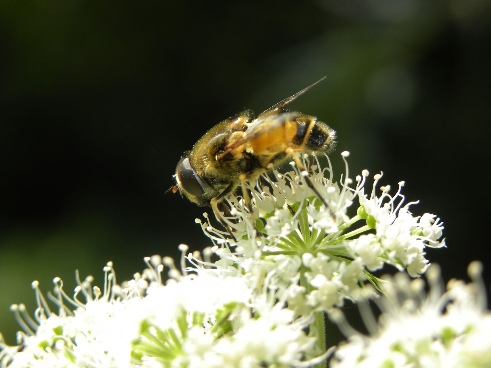 Nikon Coolpix P90 sample photo. Bee, nature, bug photography