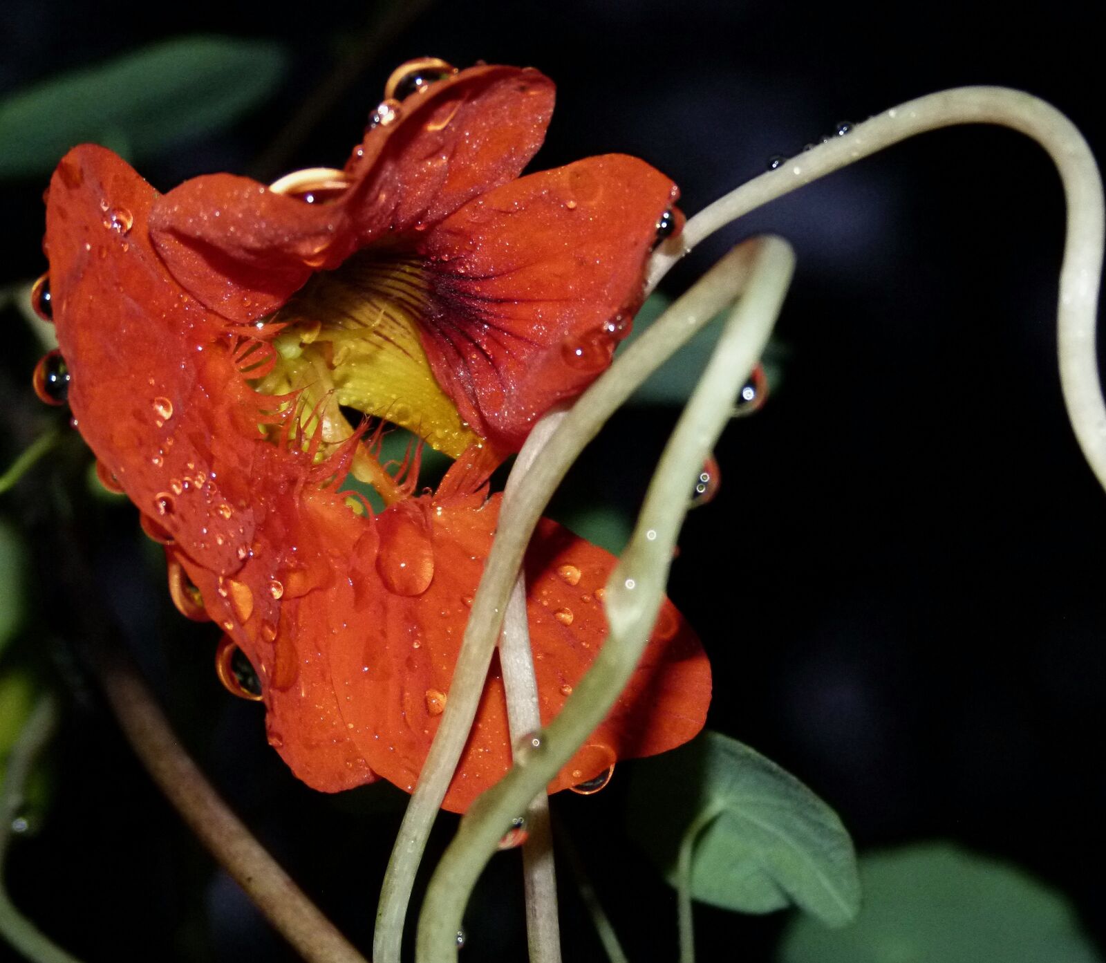 Panasonic Lumix DMC-FZ100 sample photo. Nasturtium, rain, wet photography