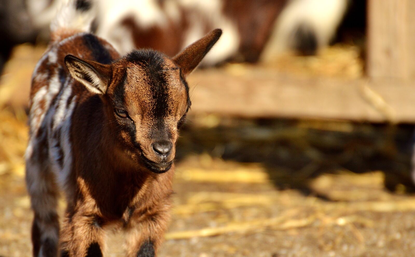 Nikon D3200 sample photo. Goat, wildpark poing, young photography
