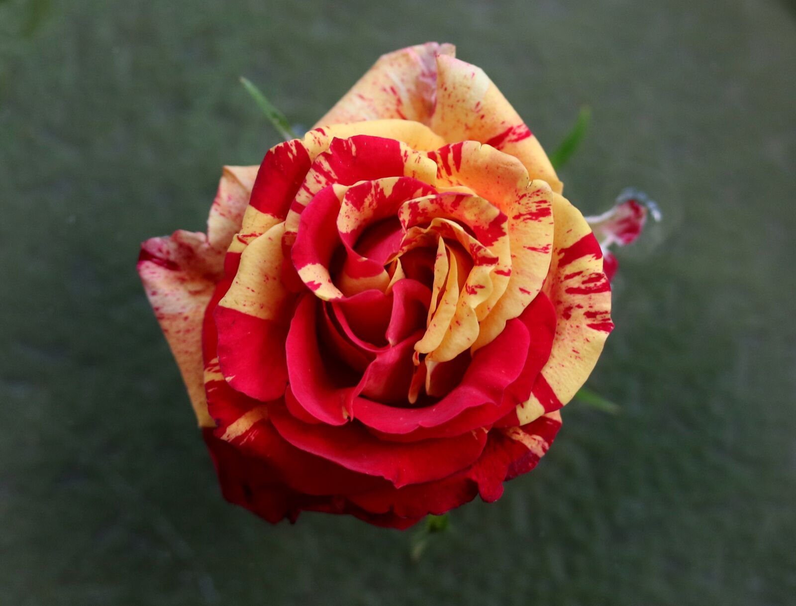 Canon EF-S 60mm F2.8 Macro USM sample photo. Rose, red, yellow photography