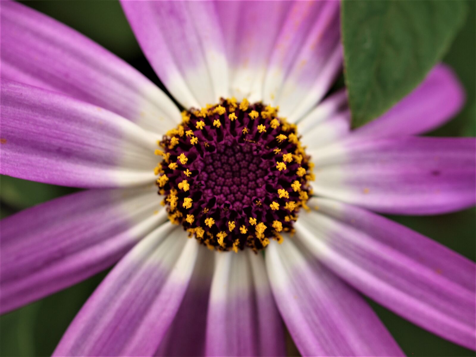 Olympus E-520 (EVOLT E-520) sample photo. Nature, flora, flower photography