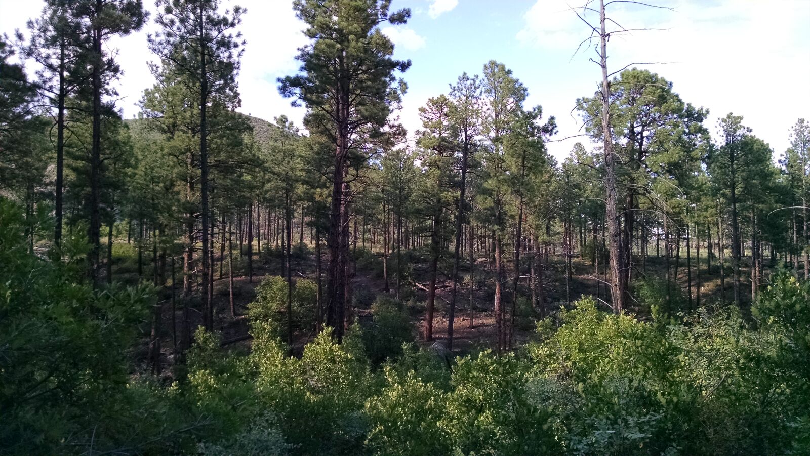Motorola XT1080 sample photo