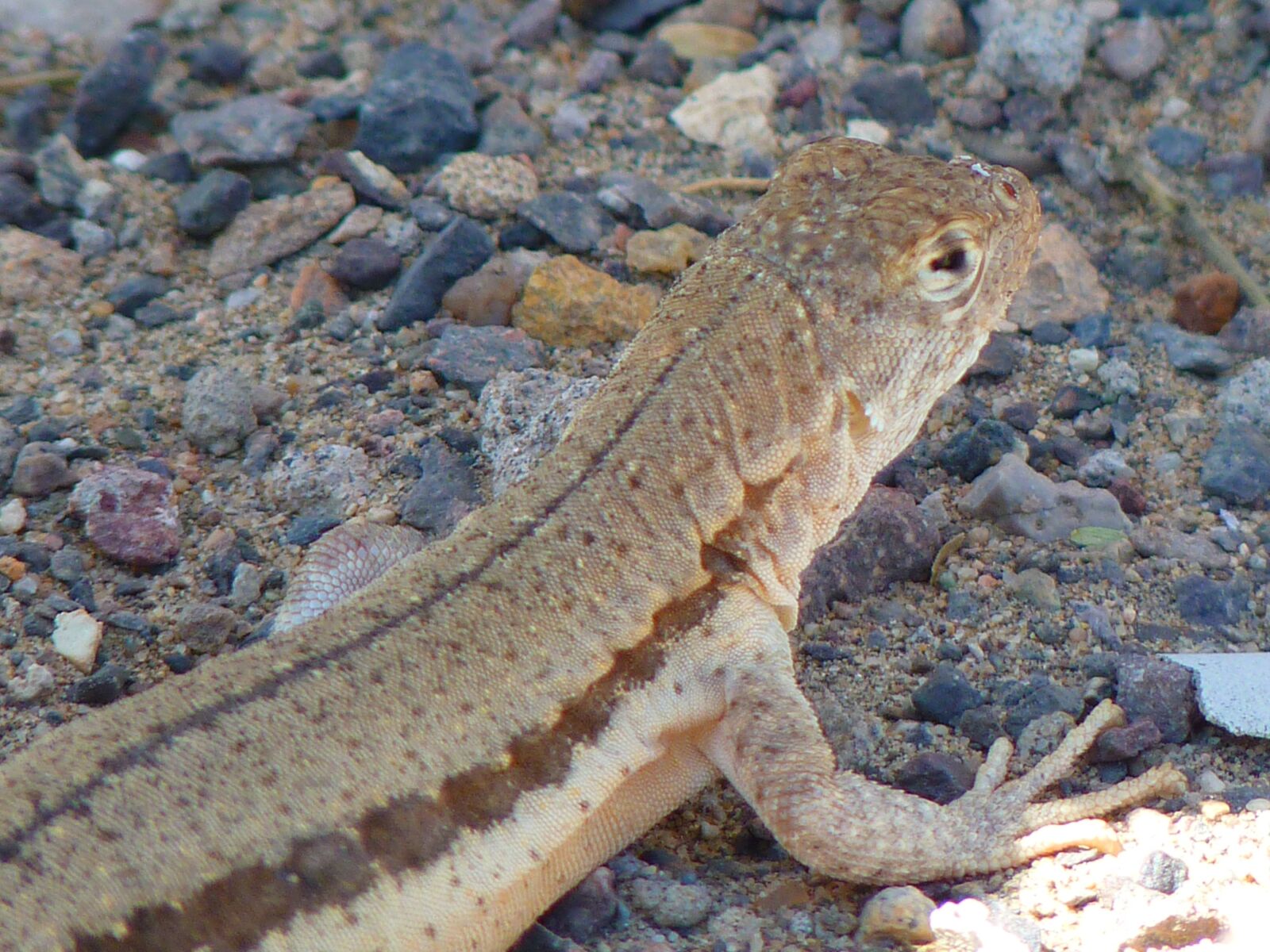 Panasonic Lumix DMC-FZ35 (Lumix DMC-FZ38) sample photo. Lizard, animal, creature photography