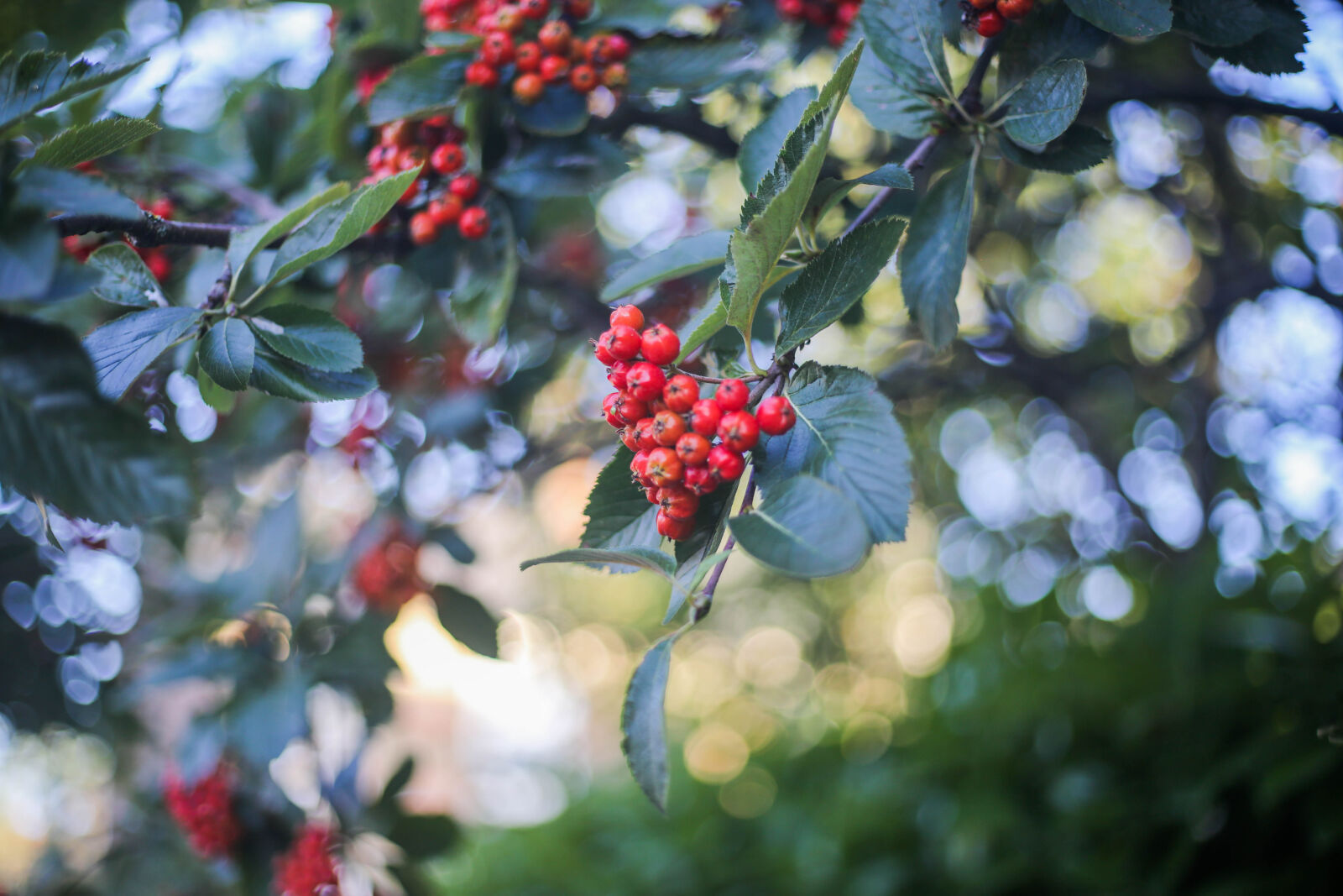 Canon EOS 6D + Canon EF 50mm F1.8 STM sample photo. Red, fruits photography
