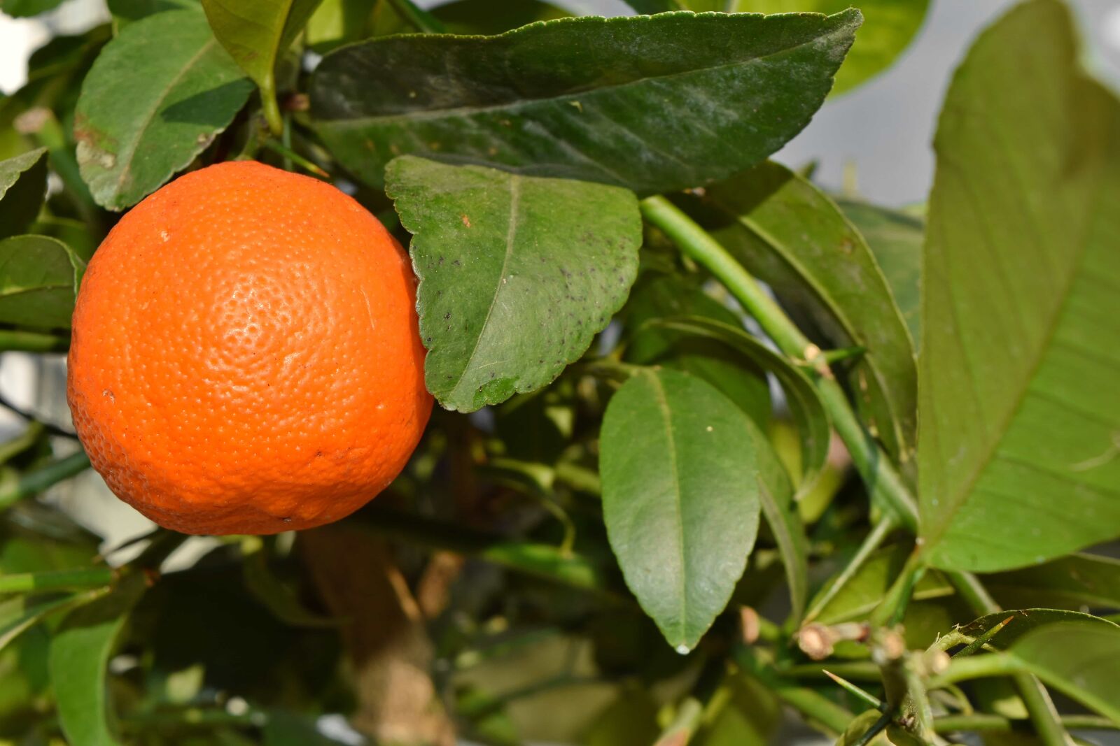 Nikon D5500 sample photo. Leaf, fruit, citrus, mandarin photography
