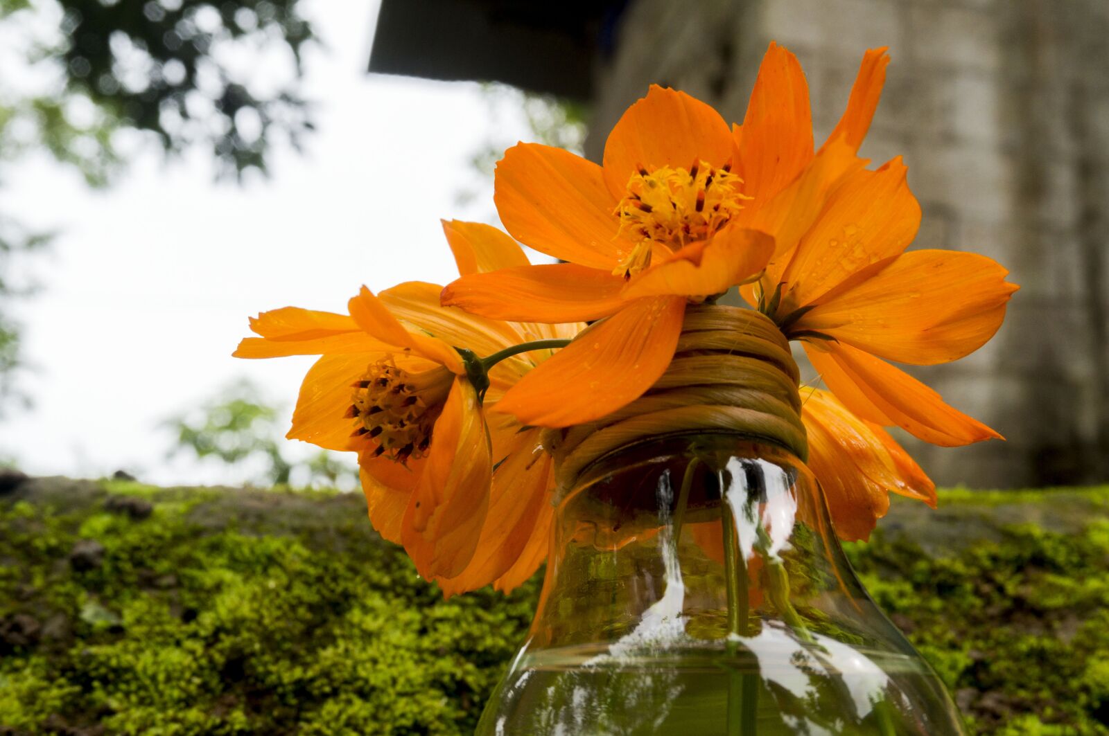Sony Alpha NEX-3N sample photo. Flower, nature, plant photography