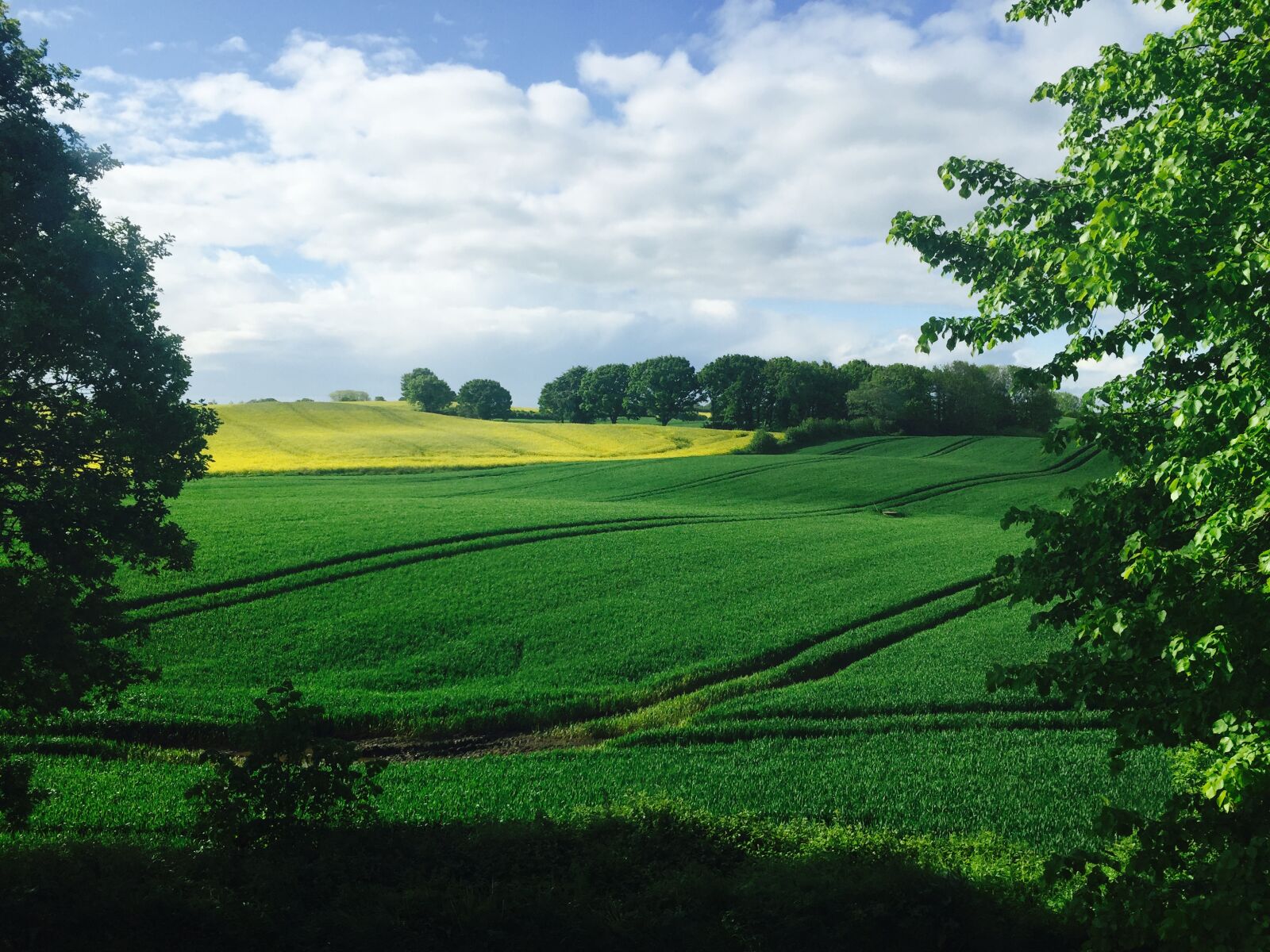 Apple iPhone 6 sample photo. Clouds, field, trees, green photography