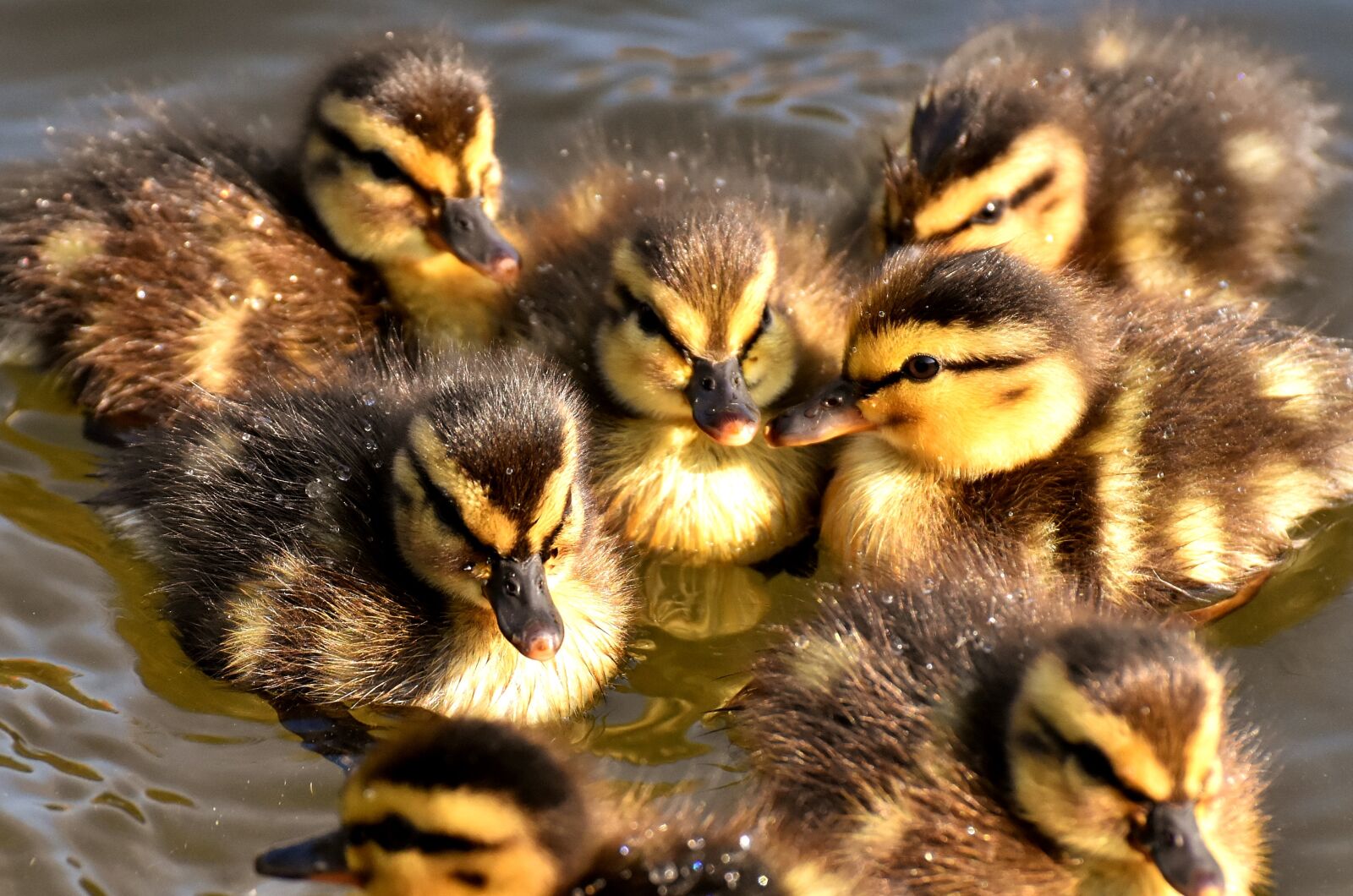 Nikon D7200 sample photo. Mallard, chicks, baby photography