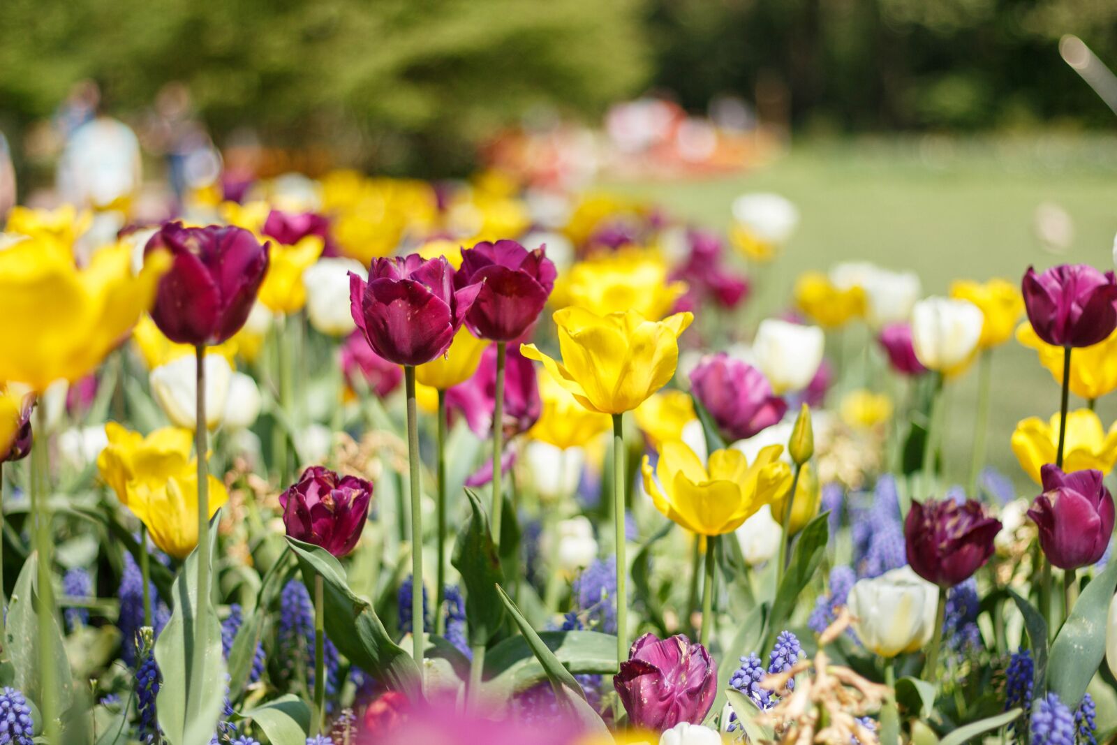 Canon EOS 650D (EOS Rebel T4i / EOS Kiss X6i) + Canon EF 50mm F1.8 STM sample photo. Tulips, spring, nature photography