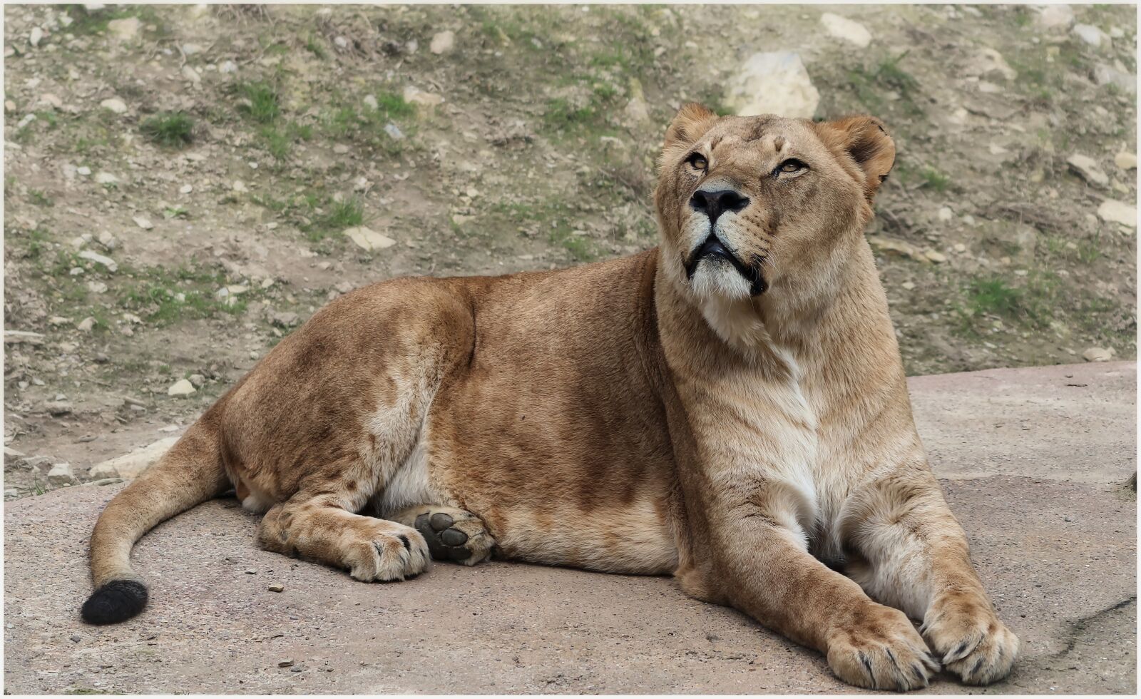 Canon EF75-300mm f/4-5.6 sample photo. Lion, cat, predator photography