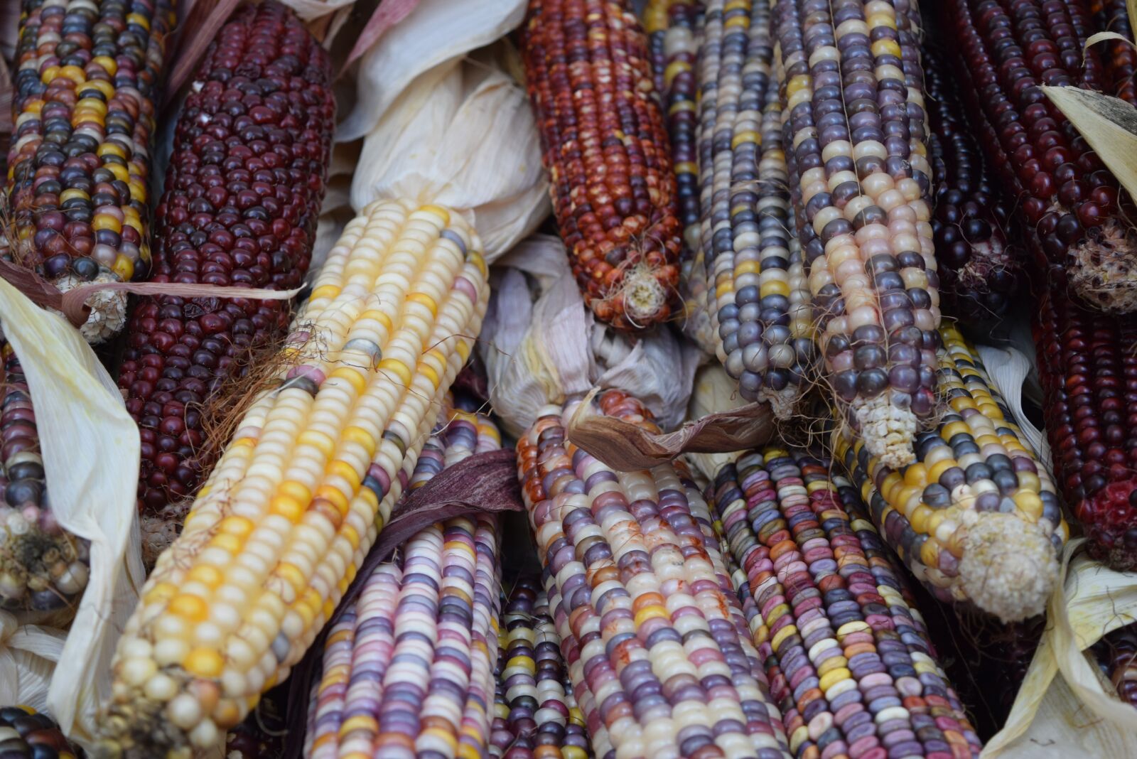 Nikon D3300 sample photo. Vegetables, veggies, corn photography