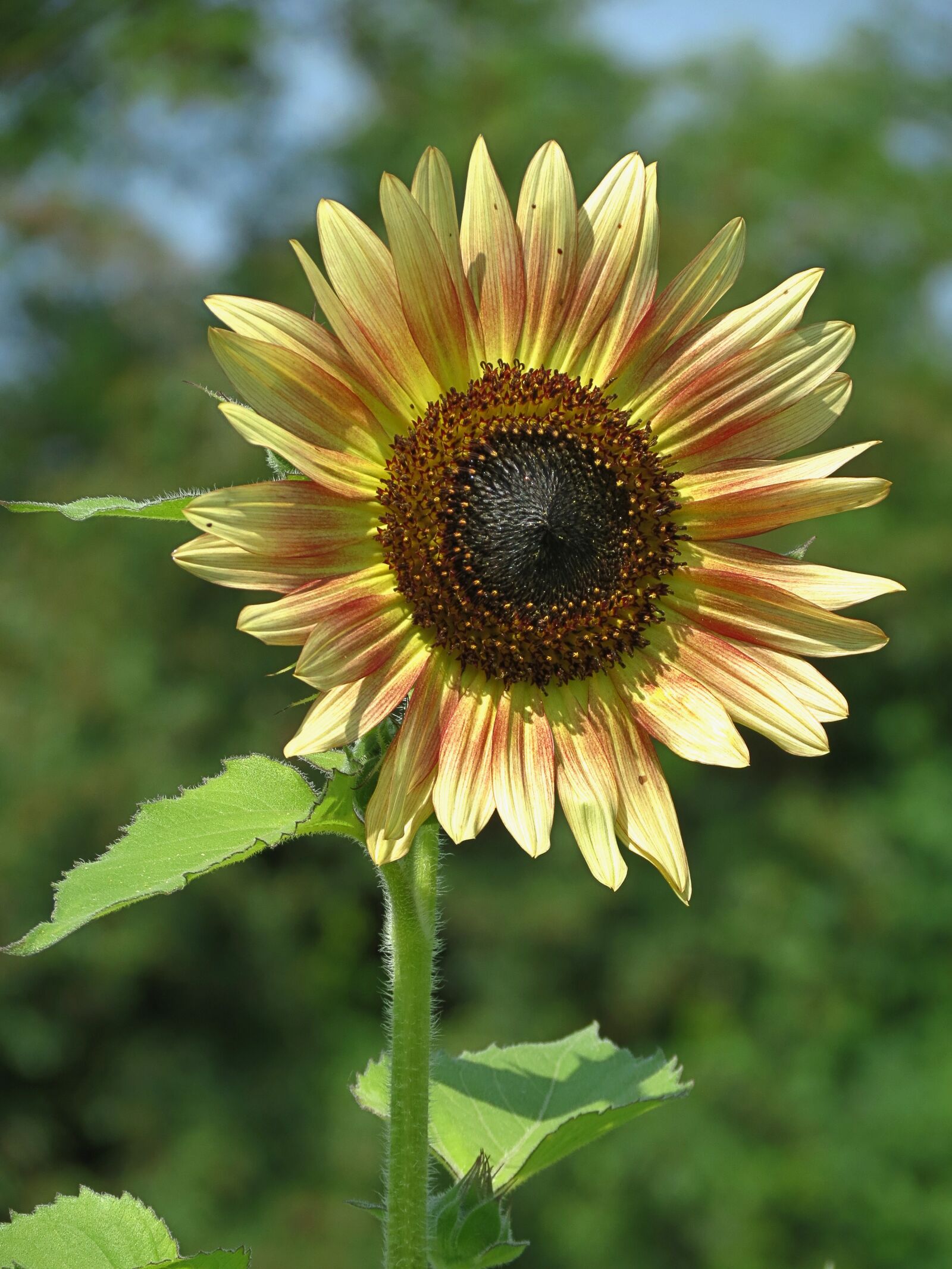 4.3 - 150.5 mm sample photo. Seeds, sunflower, nature photography