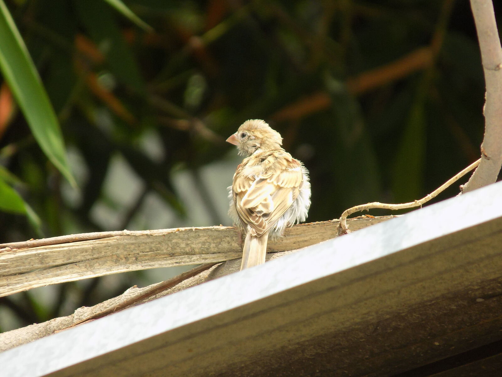 Nikon COOLPIX L340 sample photo. Bird, nature, sparrow photography
