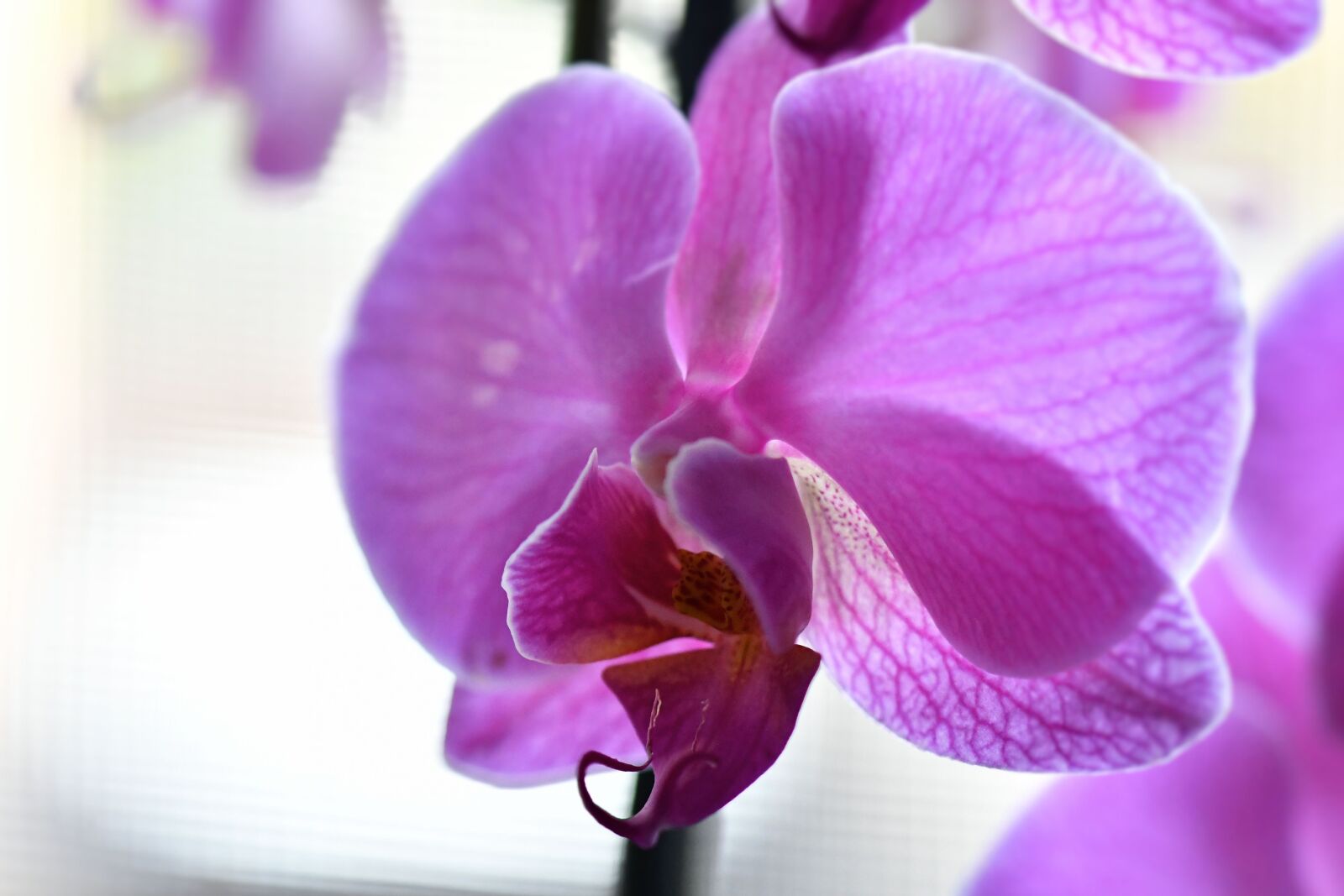 Nikon D500 sample photo. Pink, orchid, houseplant photography