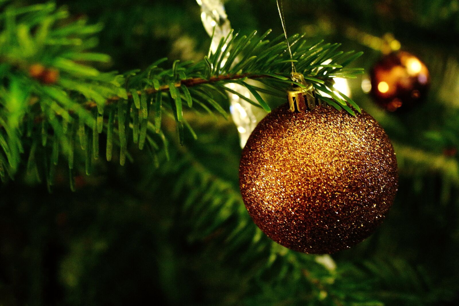 Canon EOS 700D (EOS Rebel T5i / EOS Kiss X7i) sample photo. Christmas, fir tree, christmas photography