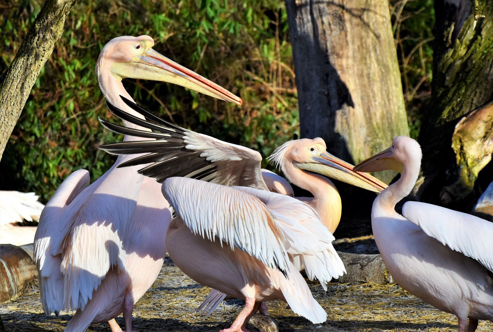 Nikon D7200 sample photo. Pelikan, water bird, pink photography