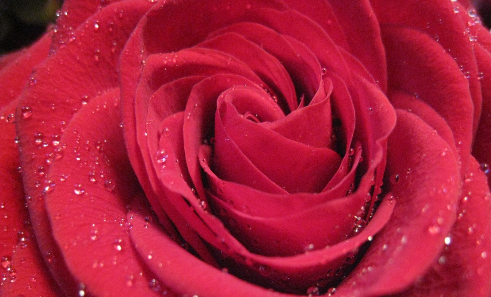 Canon DIGITAL IXUS 860 IS sample photo. Rose bloom, drop of photography