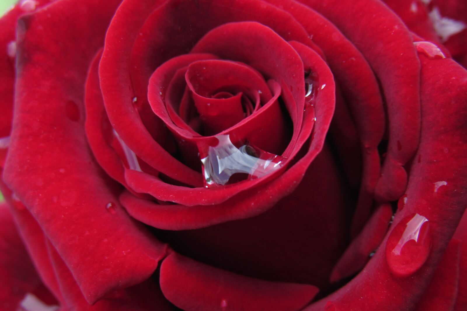 Canon PowerShot SX530 HS sample photo. Rose, affection, petal photography