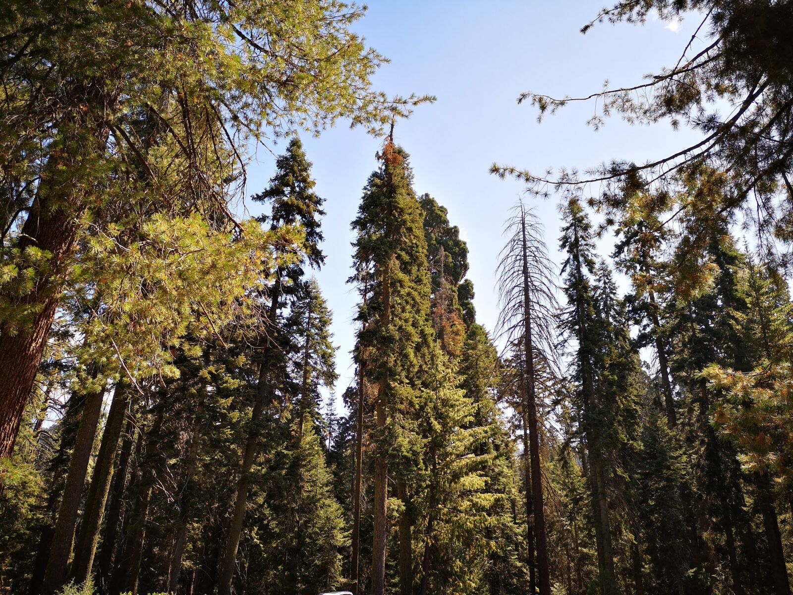 HUAWEI P20 sample photo. Sequoia park, california, trees photography