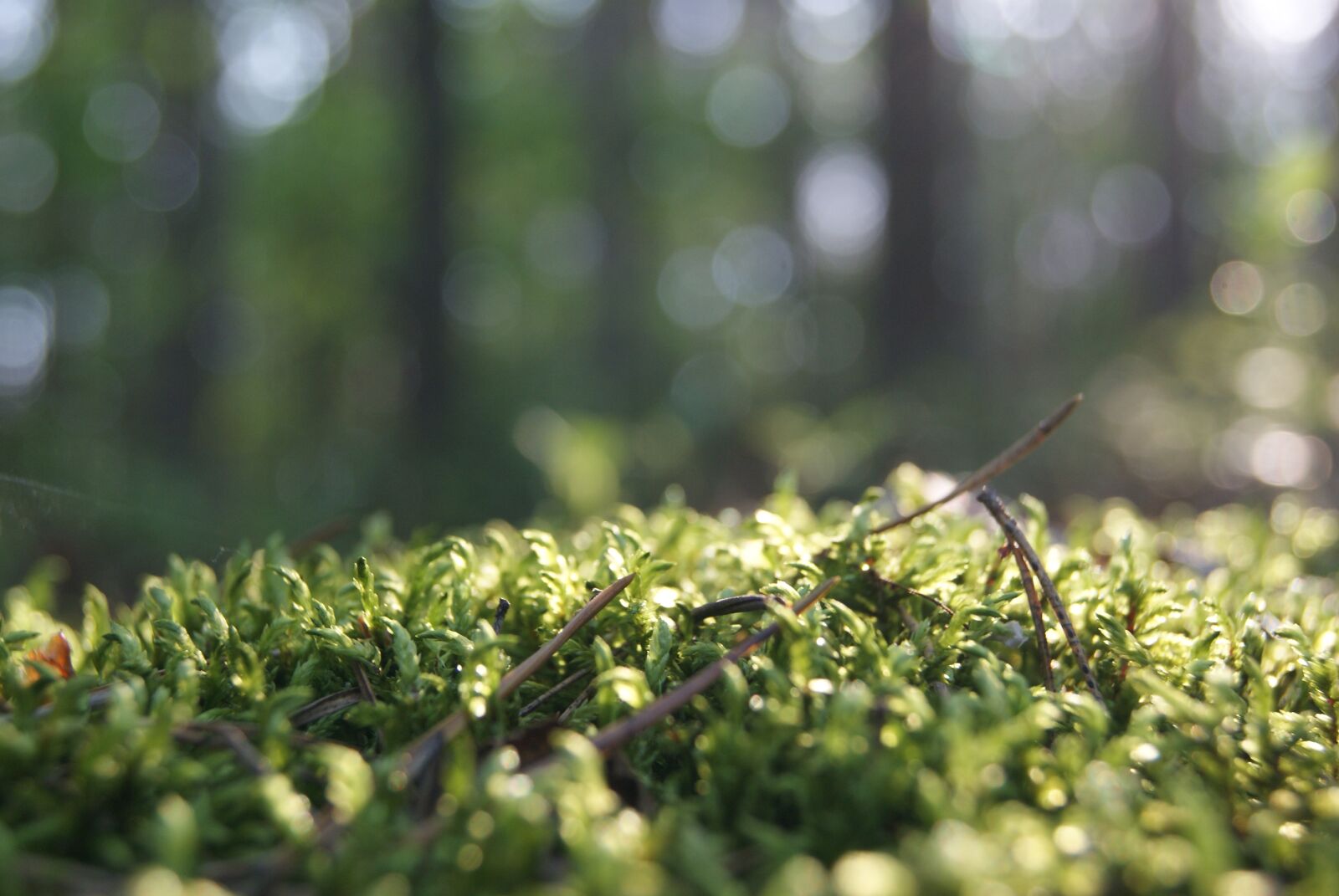 Sony Alpha DSLR-A230 sample photo. Moss, forest, nature photography
