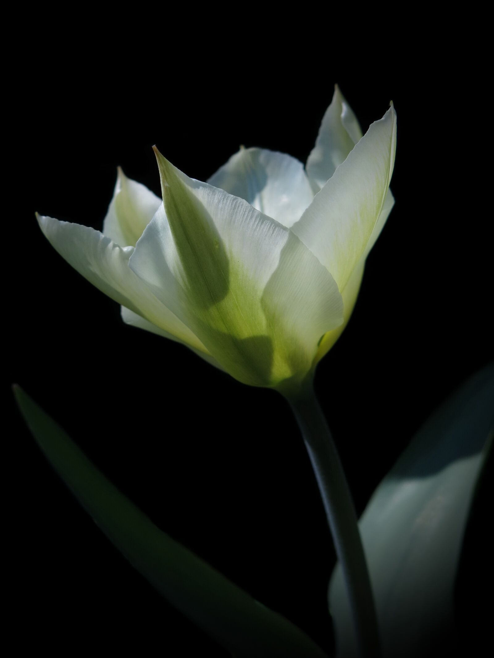 Canon PowerShot G15 sample photo. Tulipa, purissima, fosteriana photography