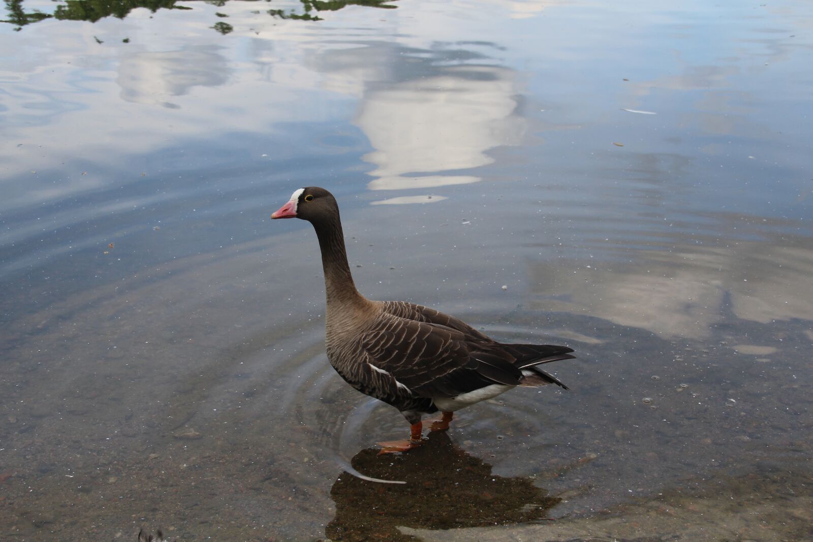 Canon EOS 1200D (EOS Rebel T5 / EOS Kiss X70 / EOS Hi) sample photo. Goose, nature, animal photography