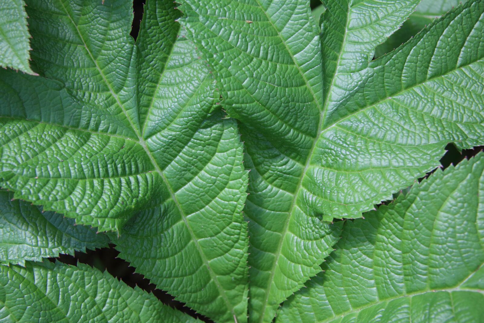 Canon EF-S 17-85mm F4-5.6 IS USM sample photo. Leaves, plant, green photography