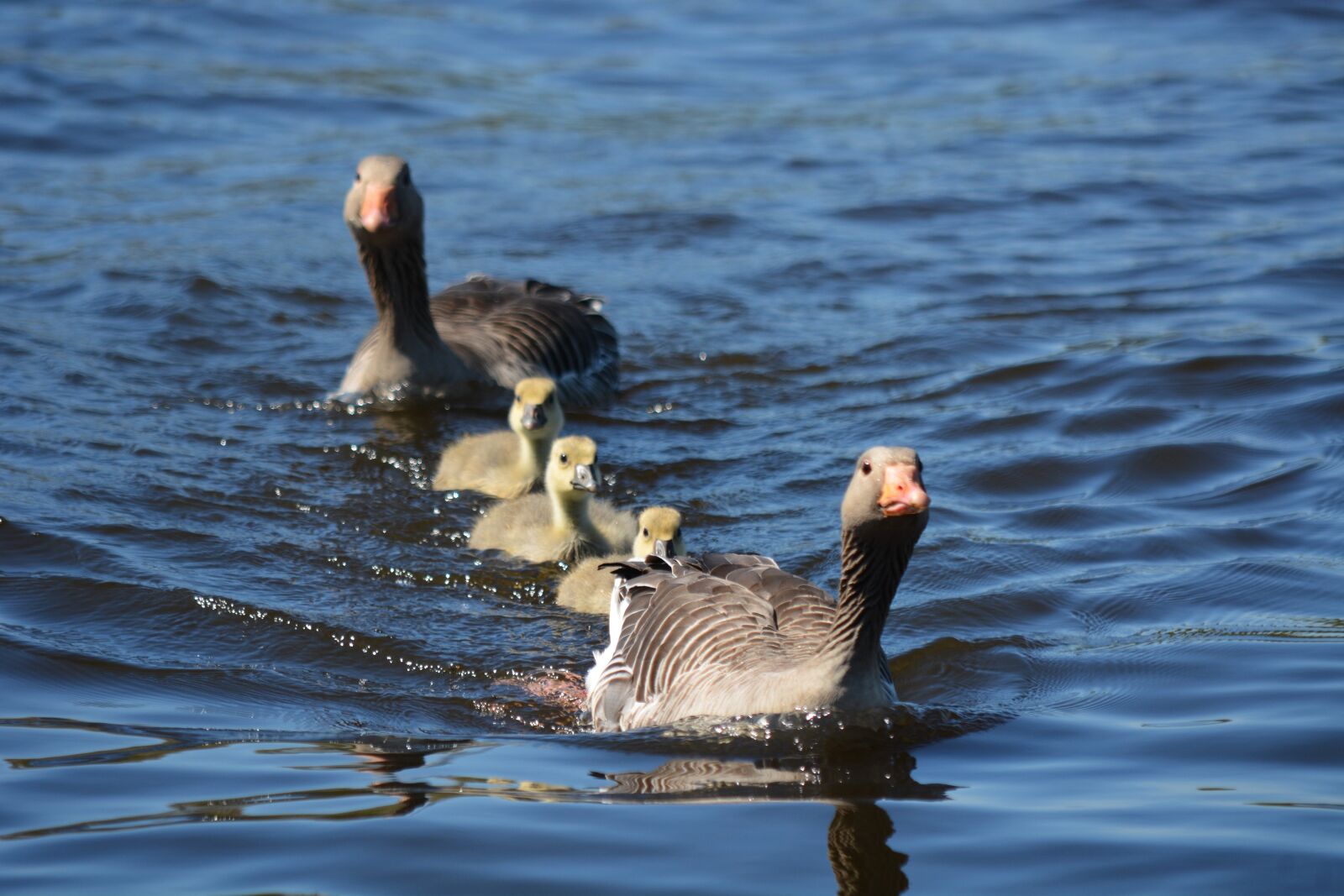 Nikon D7100 sample photo. Grey geese, family, waterfowl photography