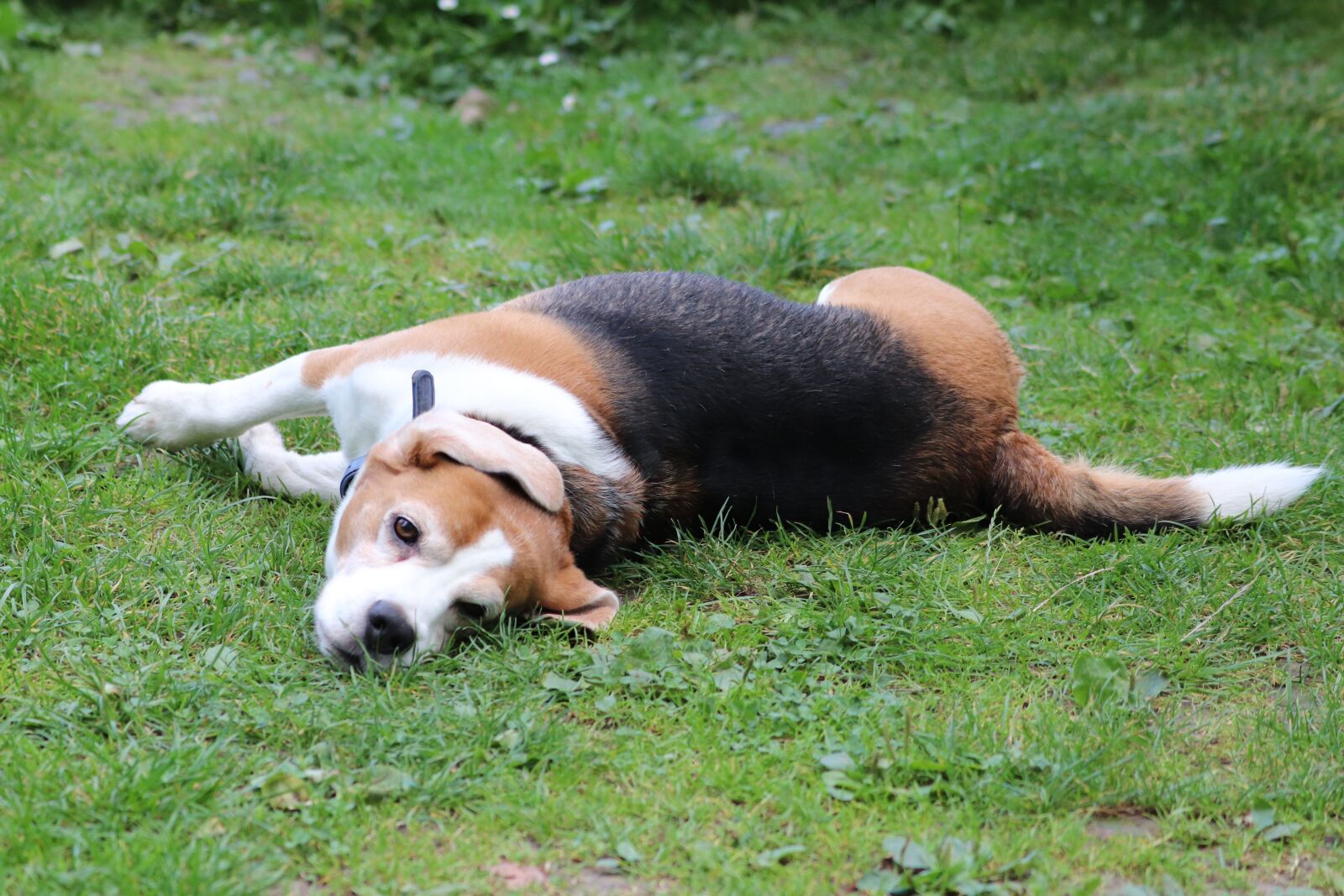 Canon EF 70-300 F4-5.6 IS II USM sample photo. Dog, pets, puppy photography